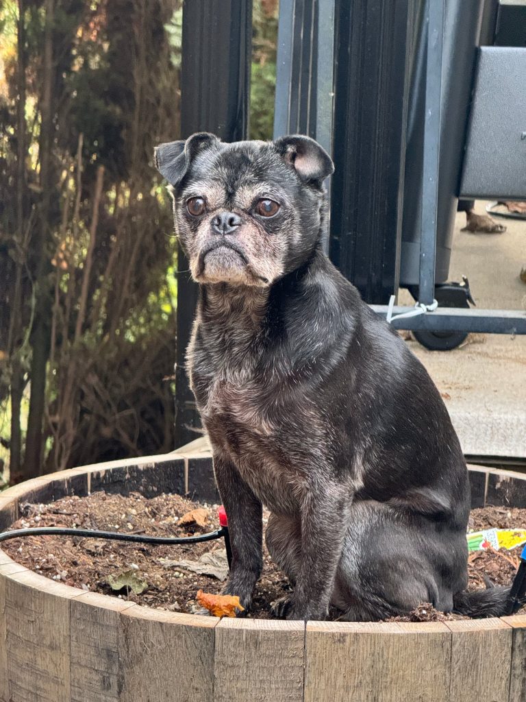 JEREMY KASDORF, CHEWIE MEDIA, helen siwak, portfolioyvr, vancouver, bc, yvr, business, entrepreneurs, industry magazine